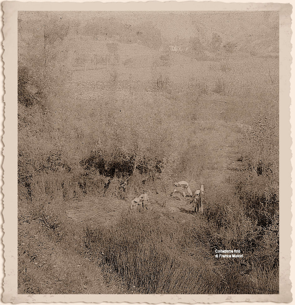 La raccolta dei giunchi per le seggiole lungo il fiume Tavo ~ Anno 1914